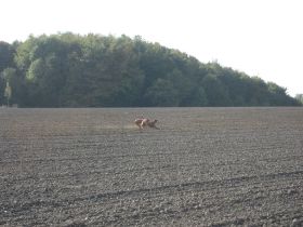 Feld und Flur 089.jpg